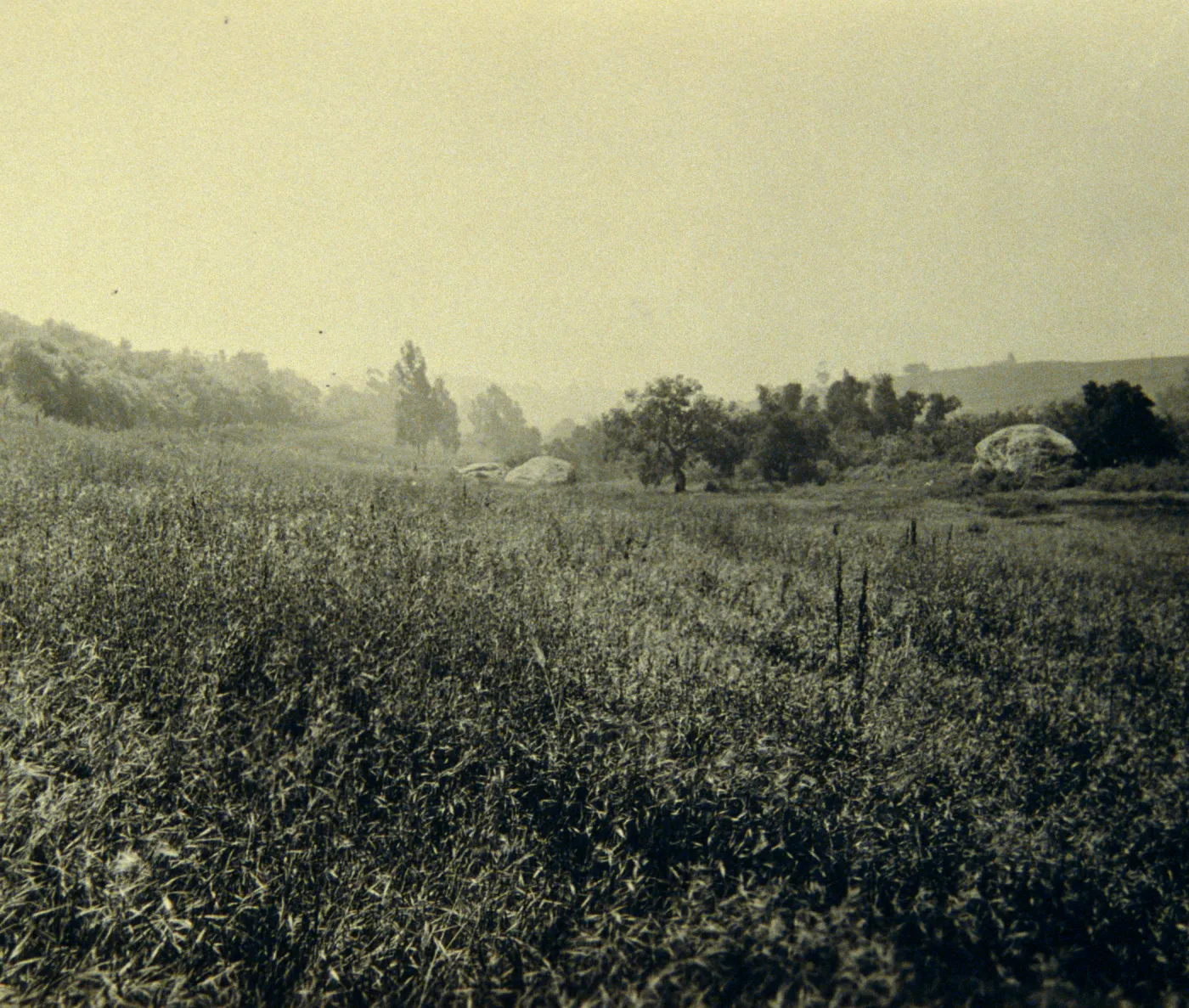 Meadow and boulders