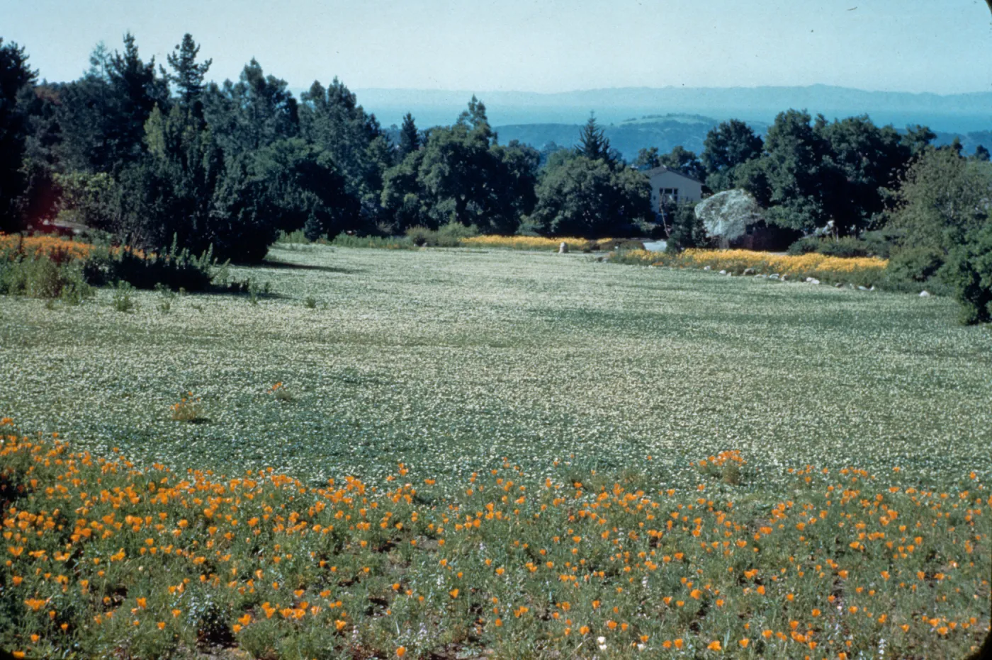 Meadow