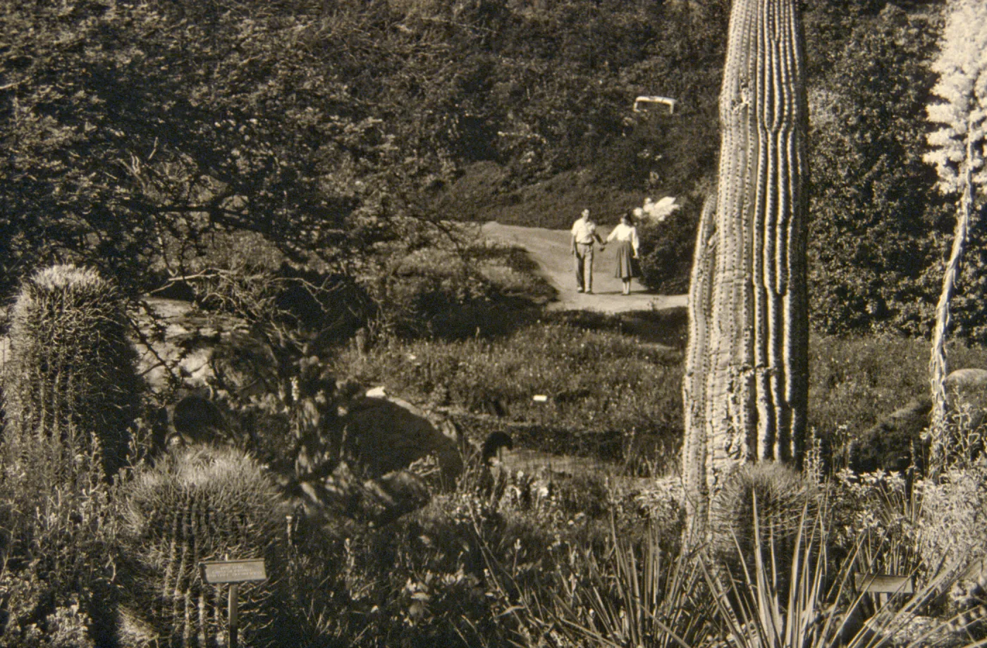 Desert section and entrance