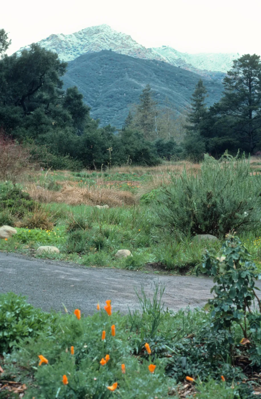 Meadow with snow on Arlington Peak