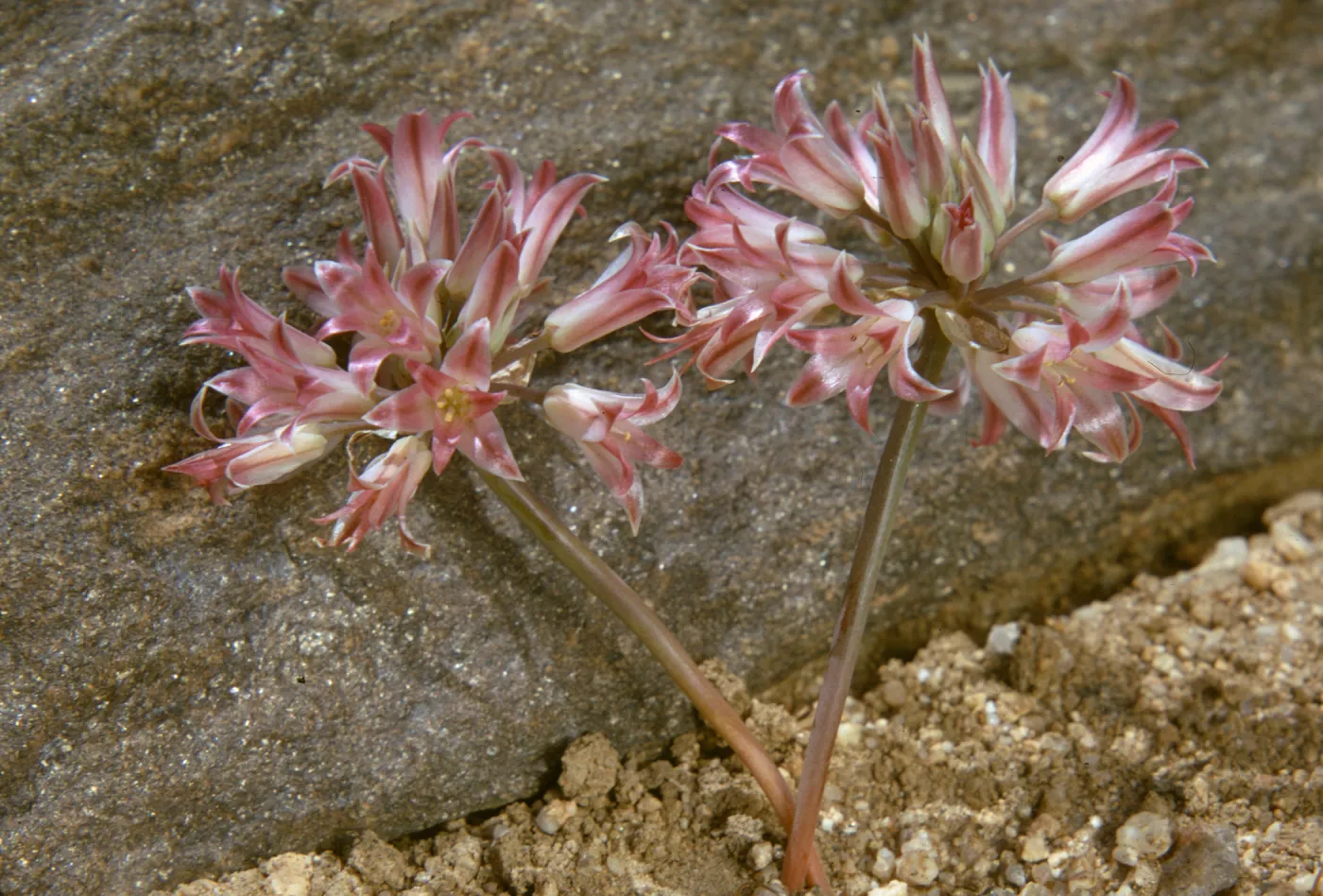 Allium fimbriatum, Fringed Onion