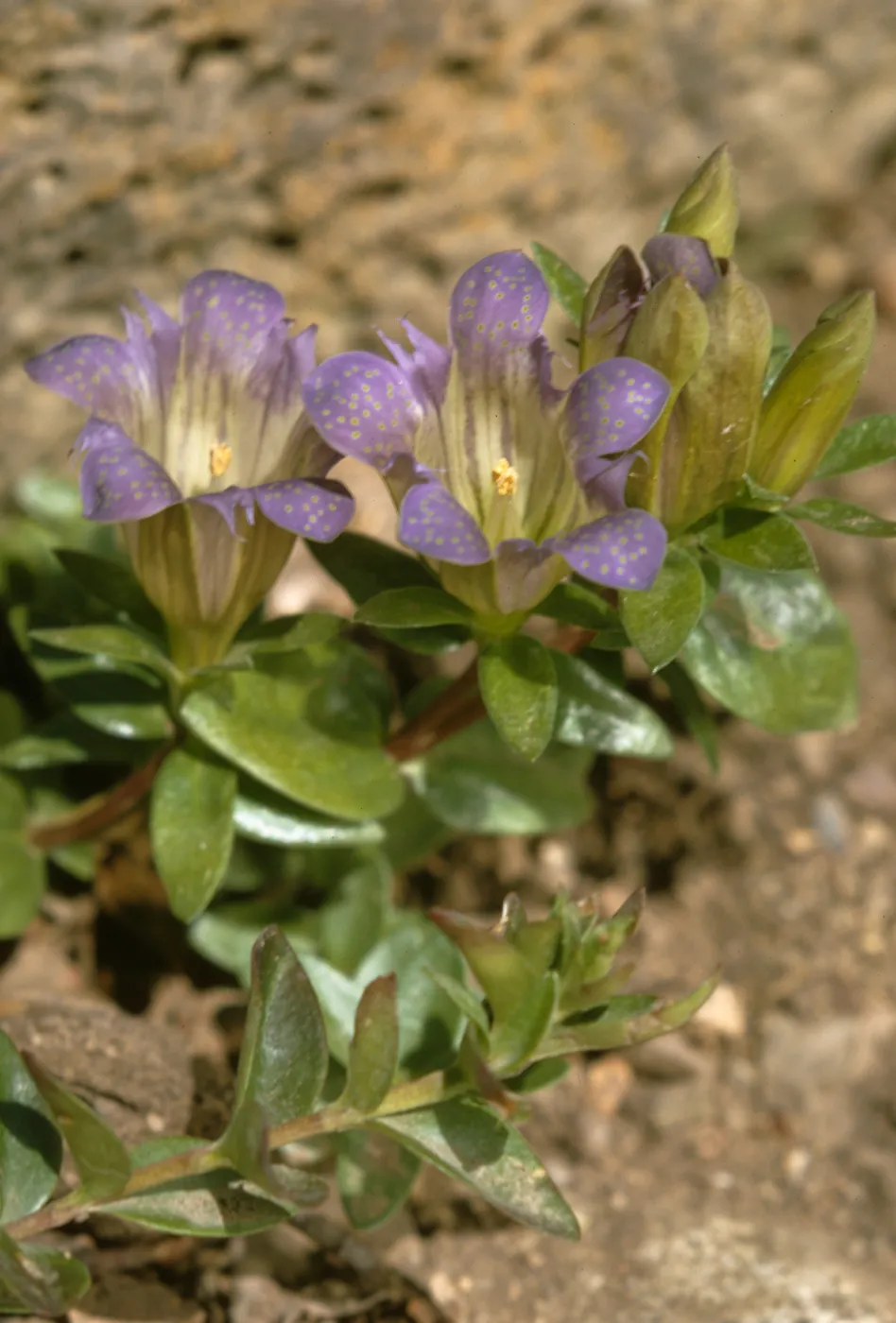 Gentiana oregana