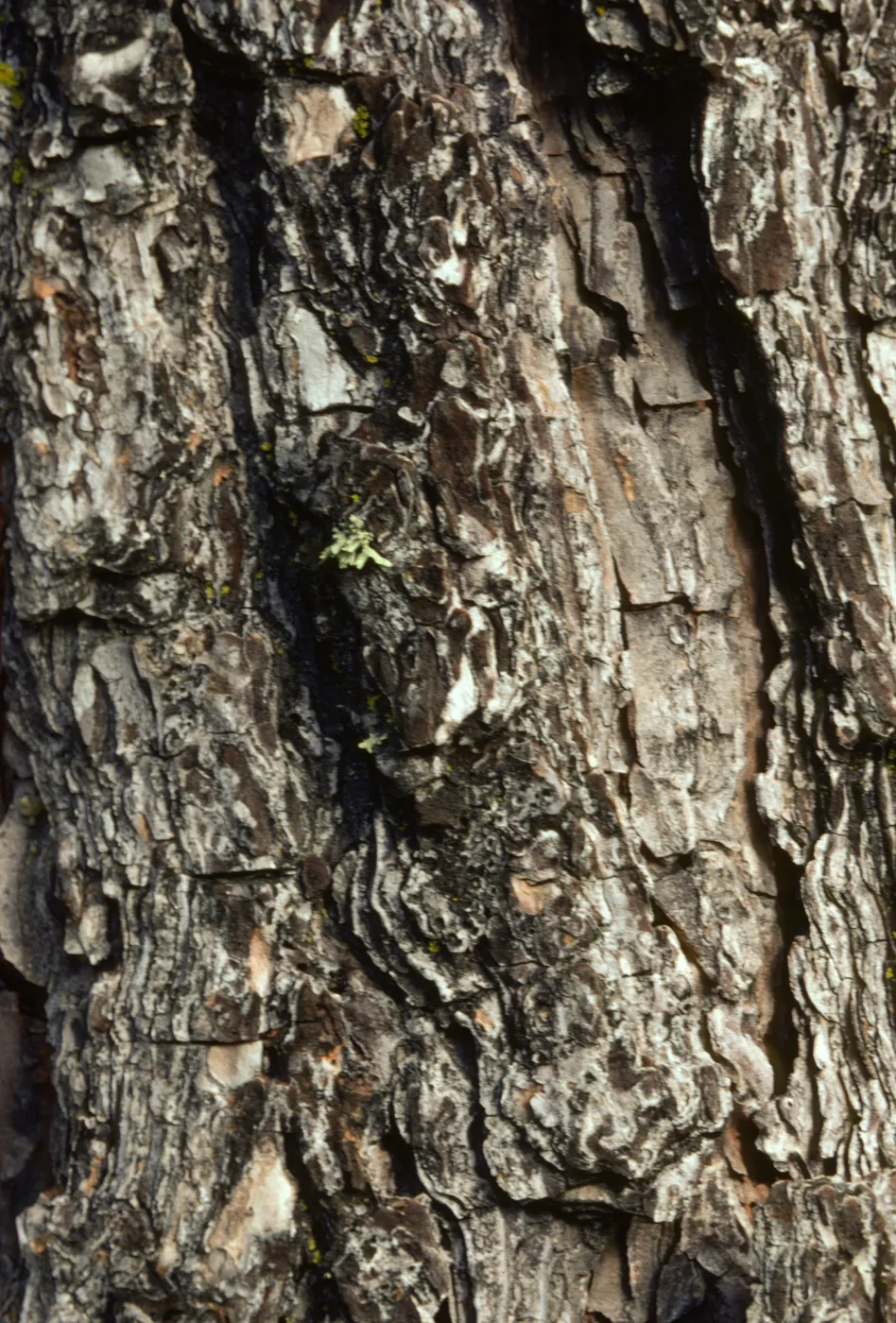 Pinus sabiana, Gray Pine