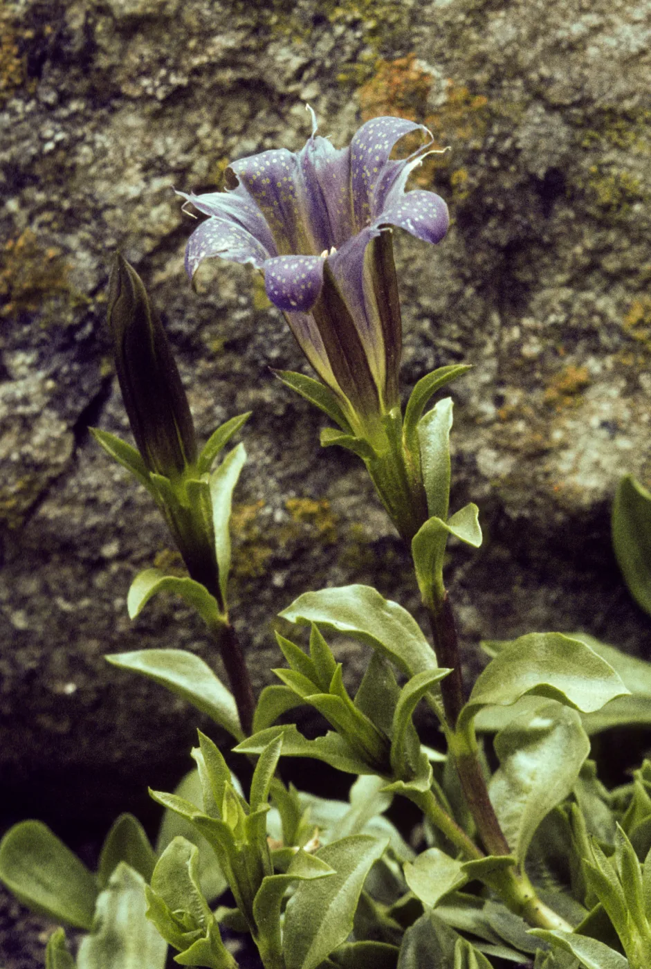 Gentiana newberryi, Newberry's Gentian