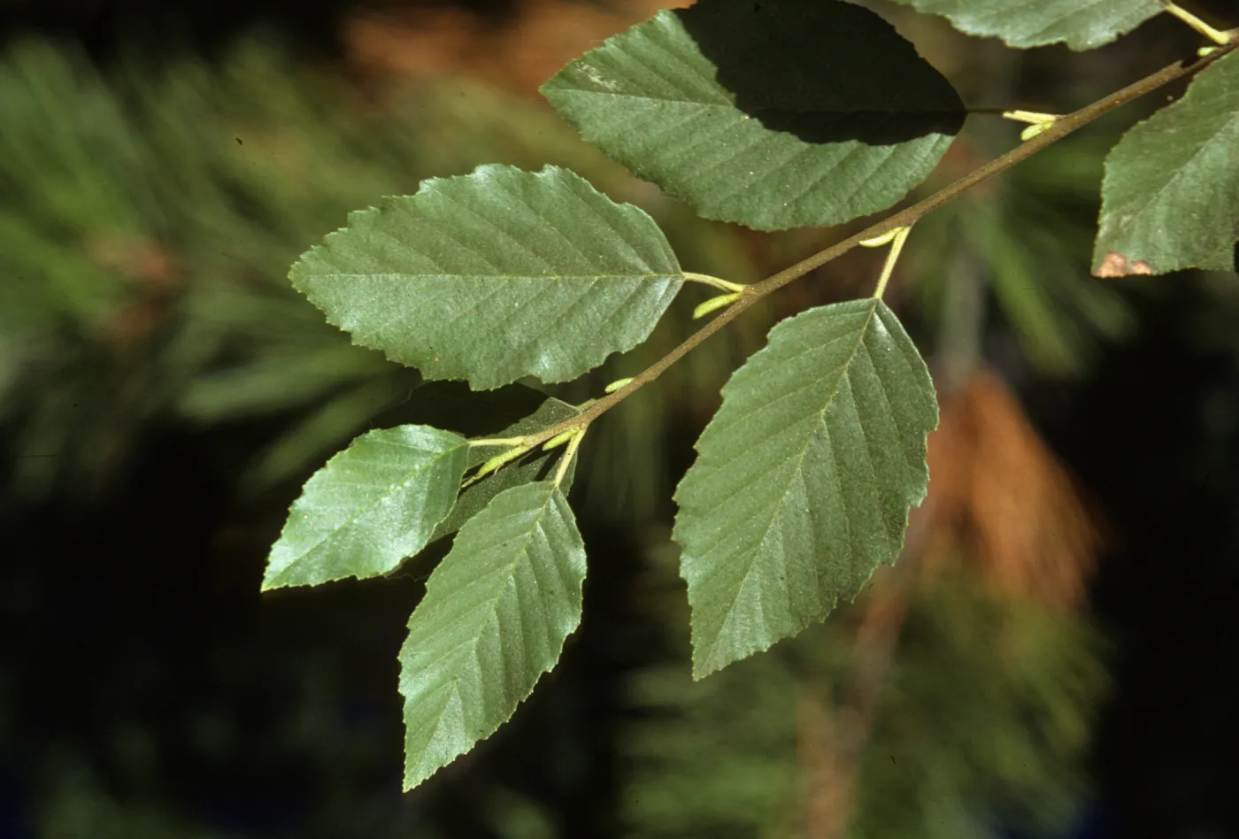 Alnus tenuifolia, Mountain Alder