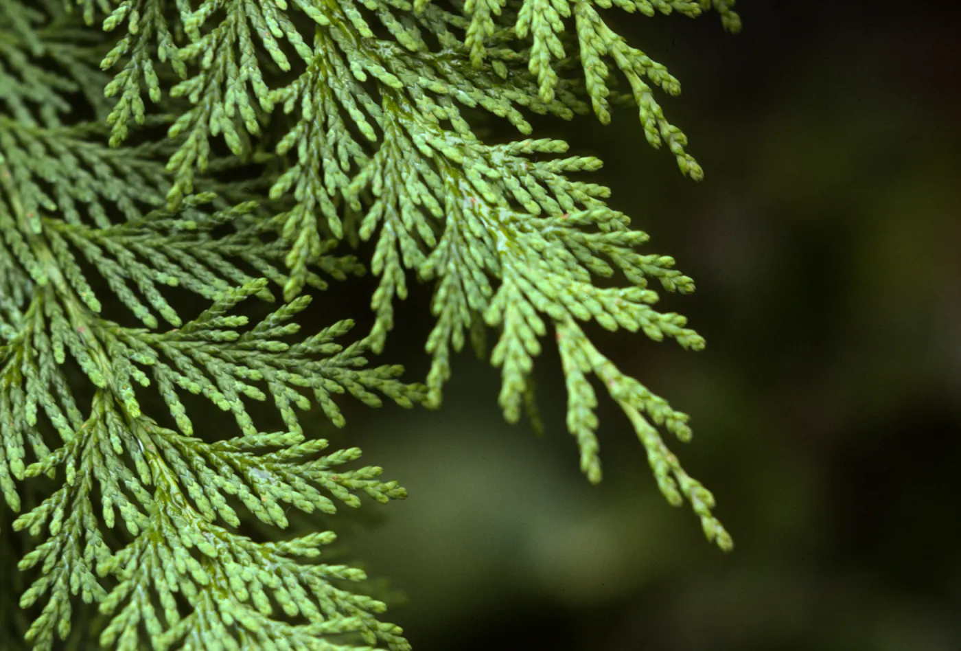 Cupressus lawsoniana, Port Orford Cedar
