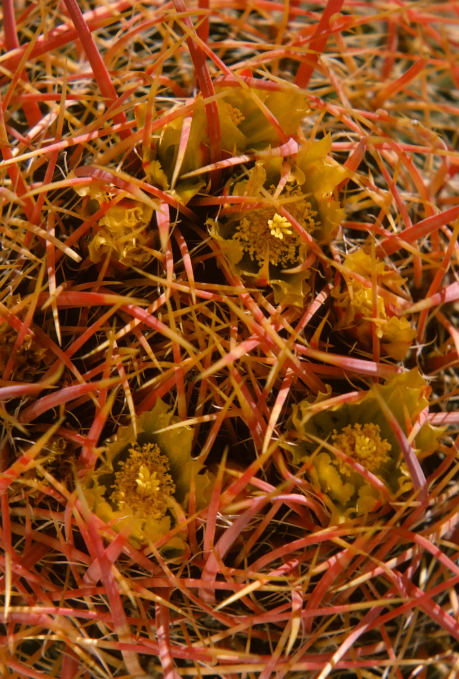 Ferocactus acanthodes, Barrel Cactus