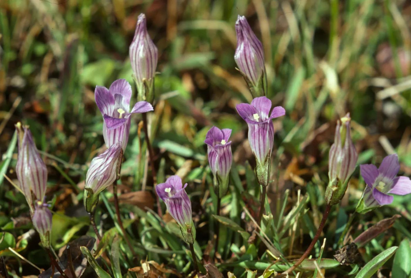 Gentiana holopetala, Sierra Gentian