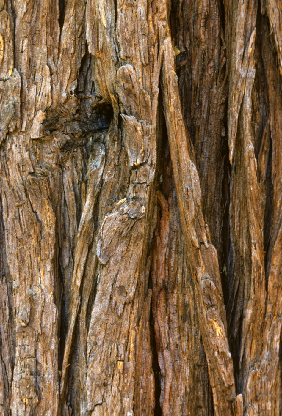 Calocedrus decurrens