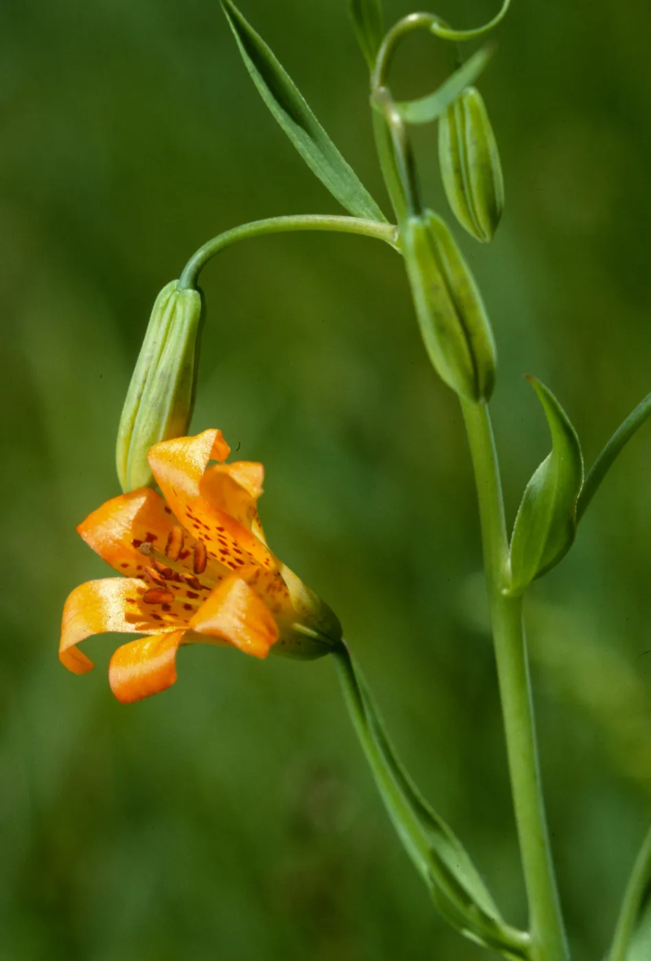 Lilium parvum, Sierra Tiger Lily