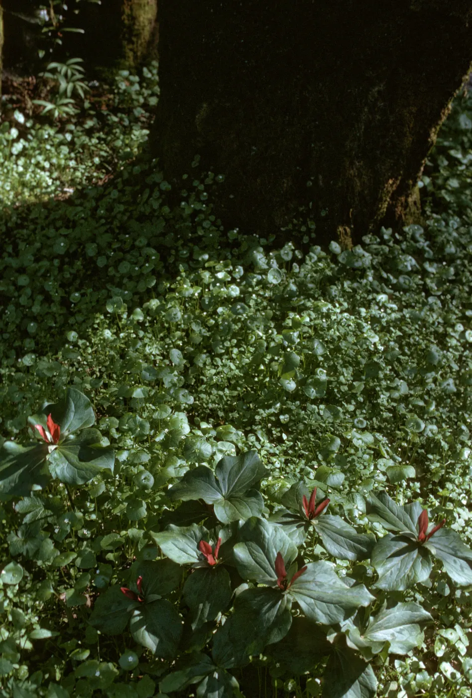 Trillium chloropetalum