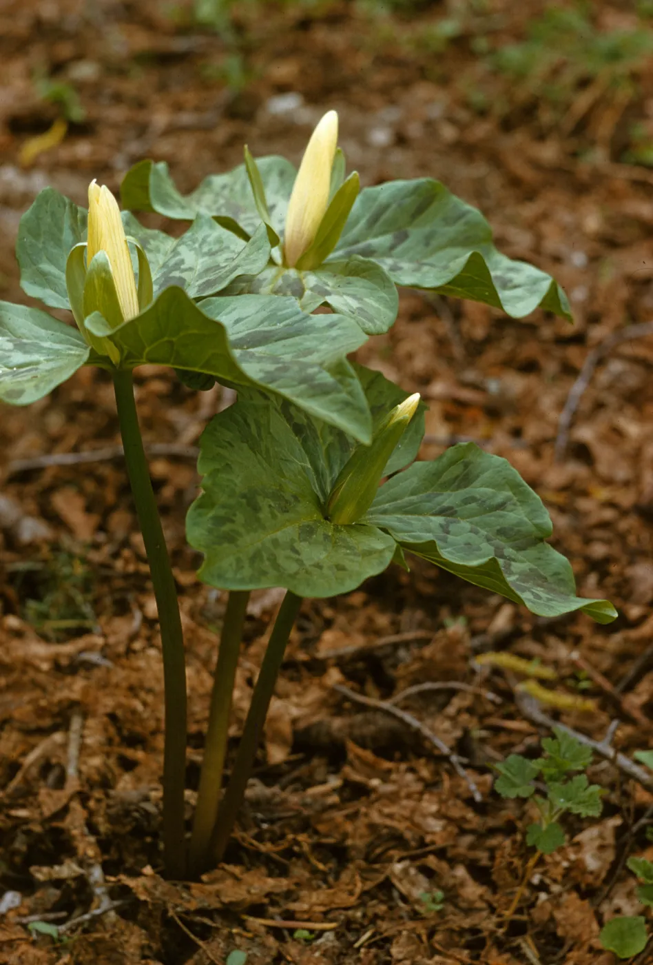 Trillium chloropetalum