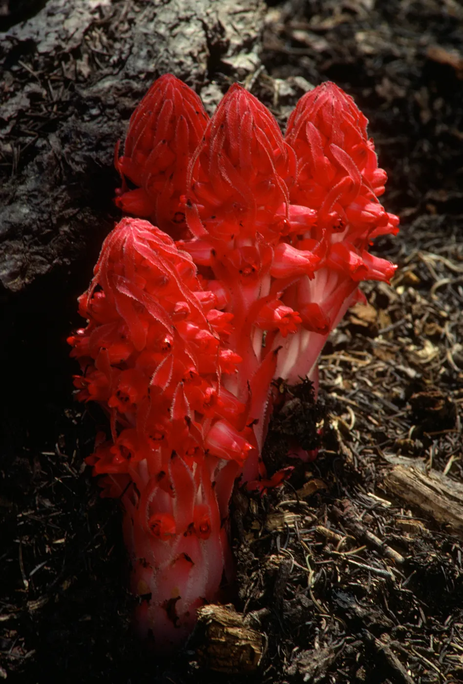 Sarcodes sanguinea, Snow Plant
