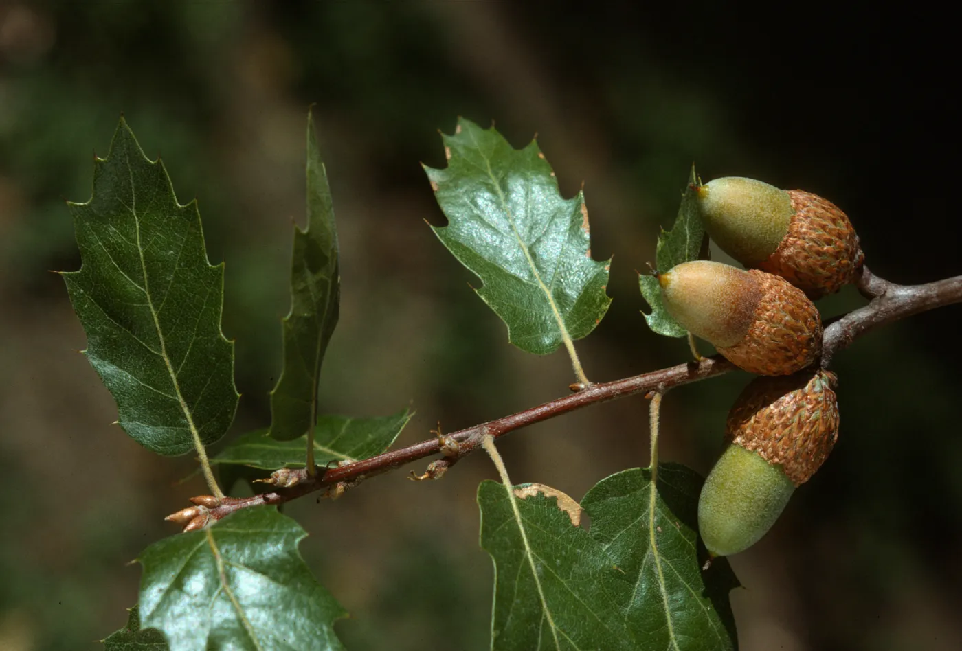 Hybrid Quercus kelloggii & Quercus wislizenii