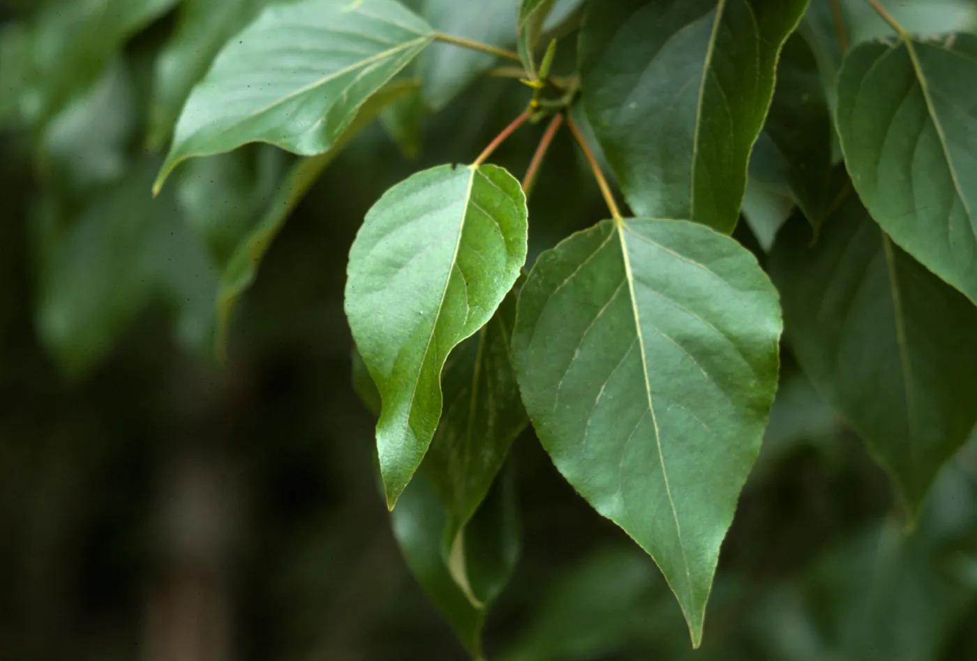 Populus trichocarpa, Black Cottonwood