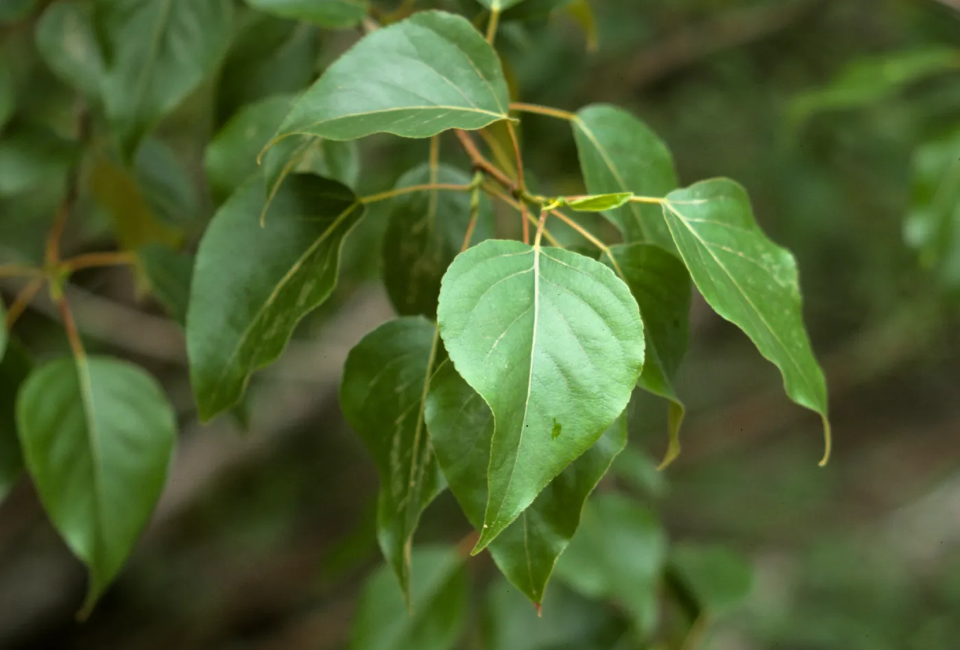 Populus trichocarpa, Black Cottonwood
