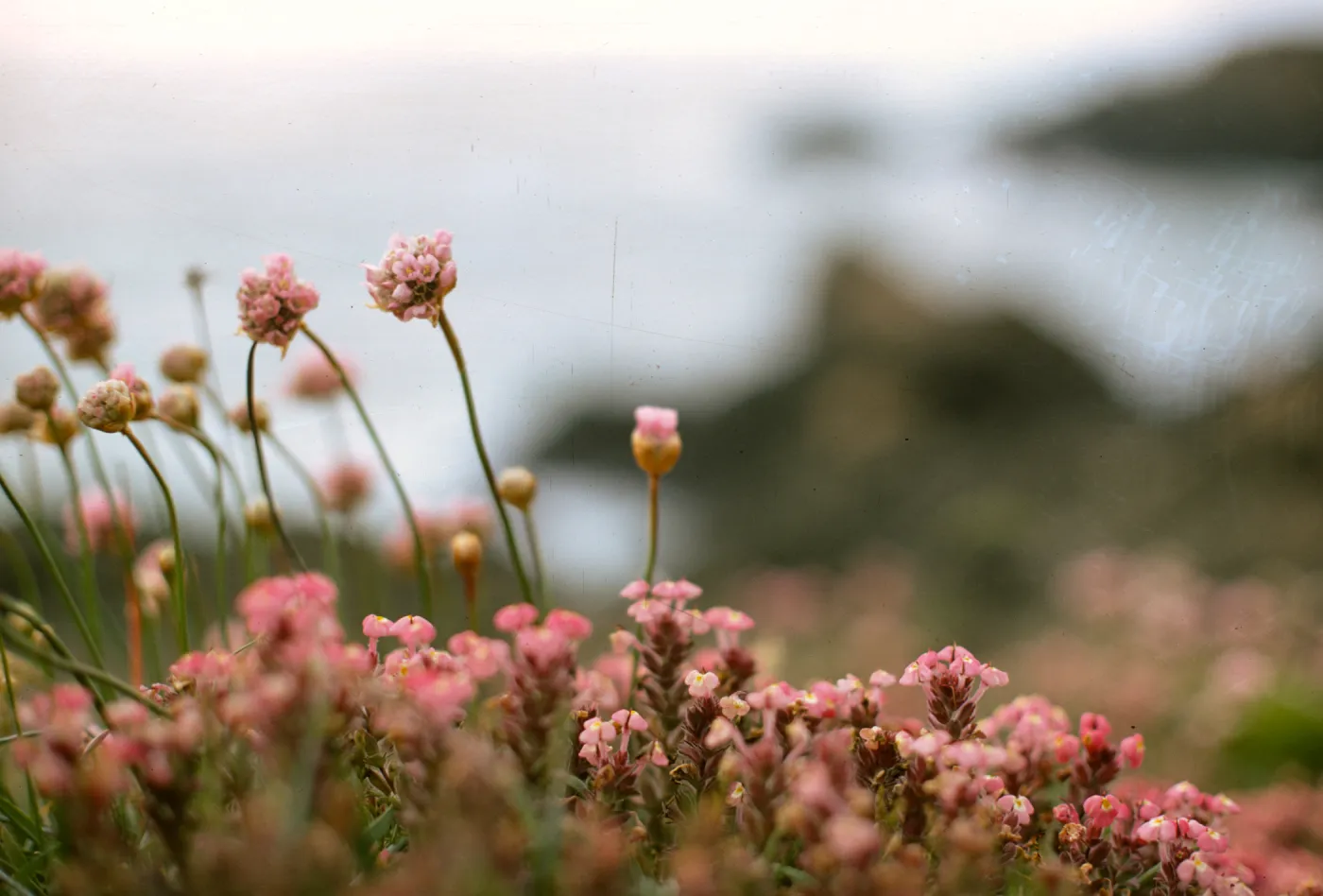 Armeria maritima