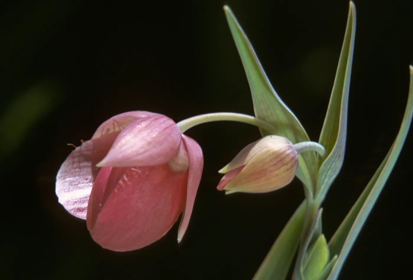 Calochortus amoenus