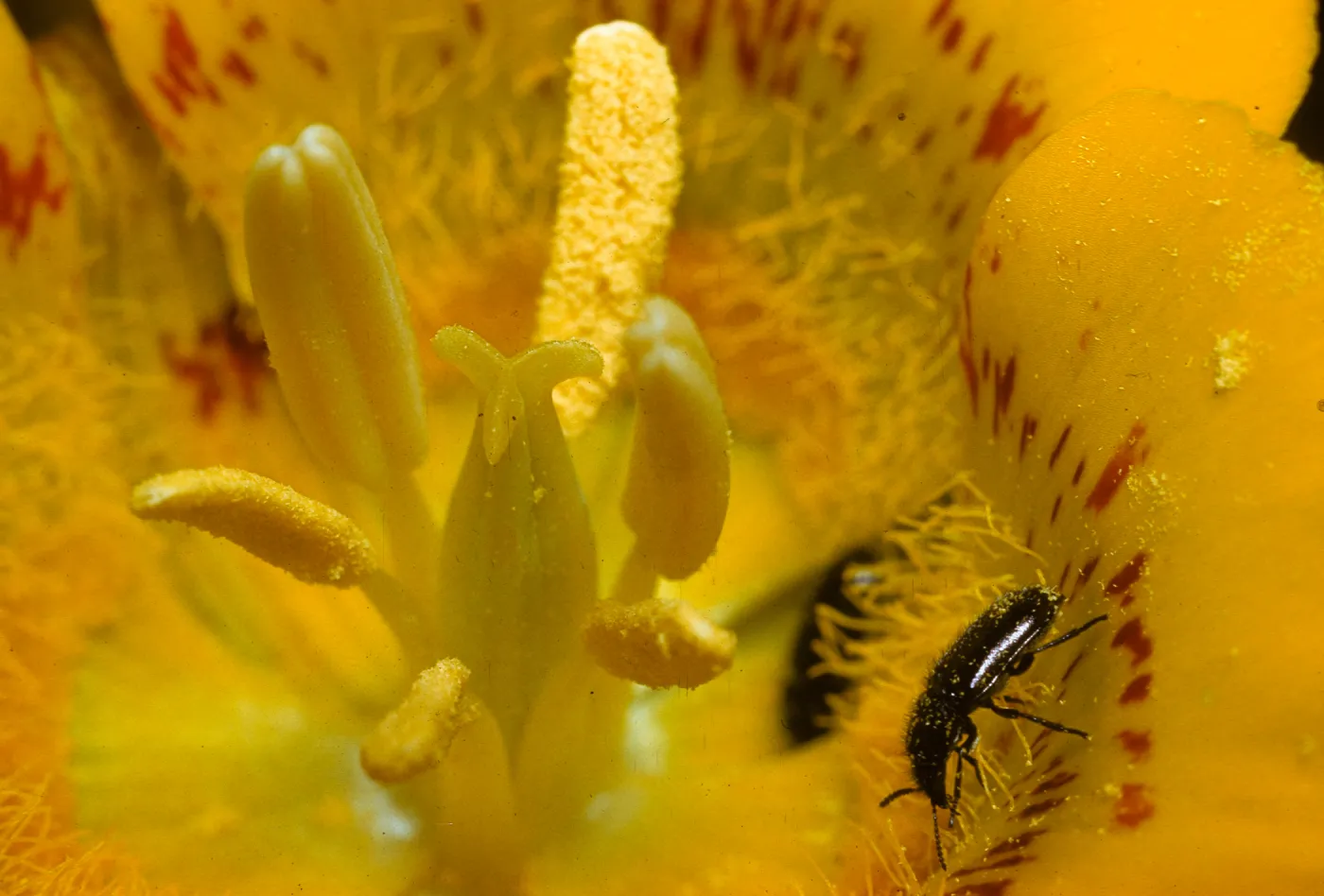 Calochortus luteus