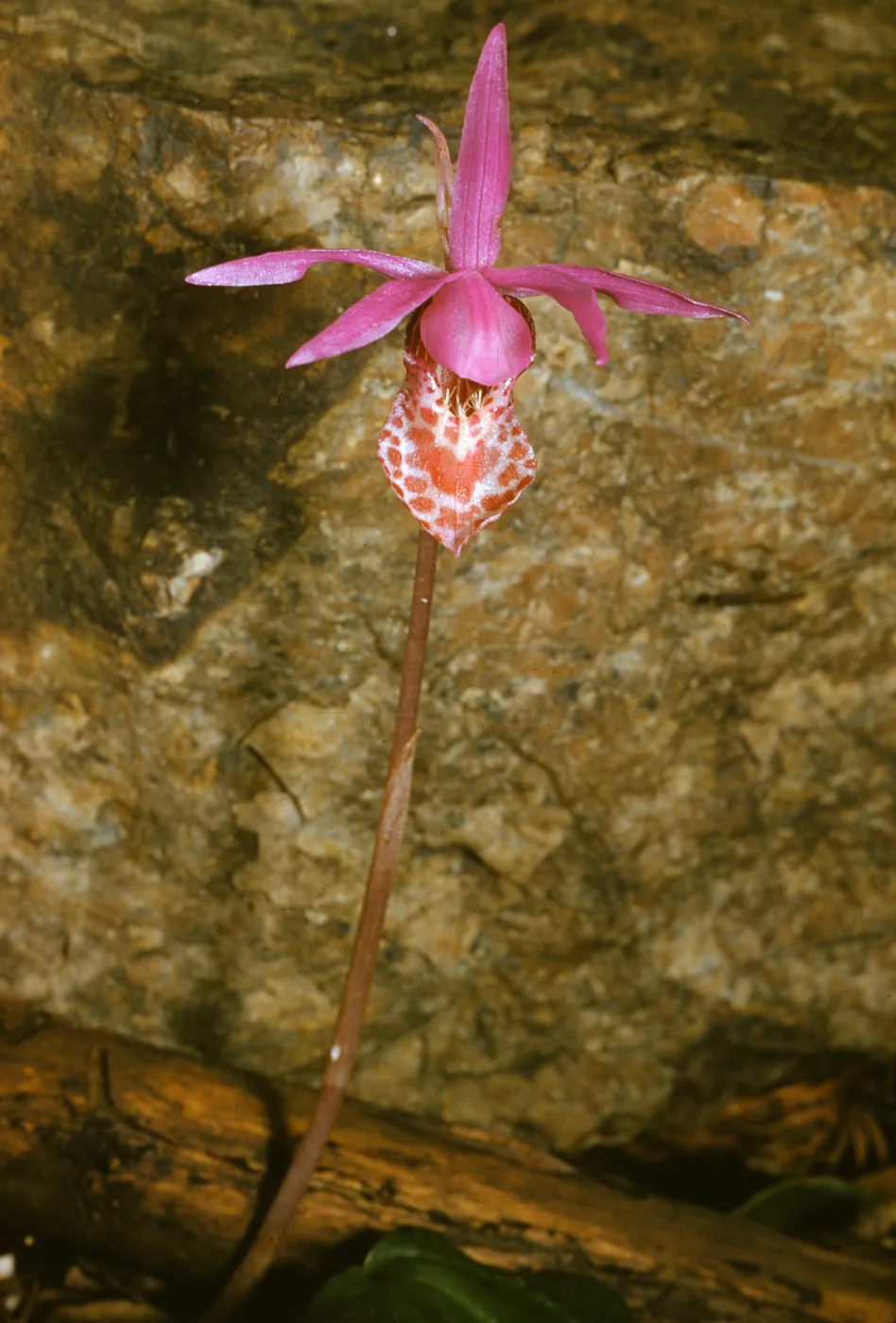 Calypso bulbosa