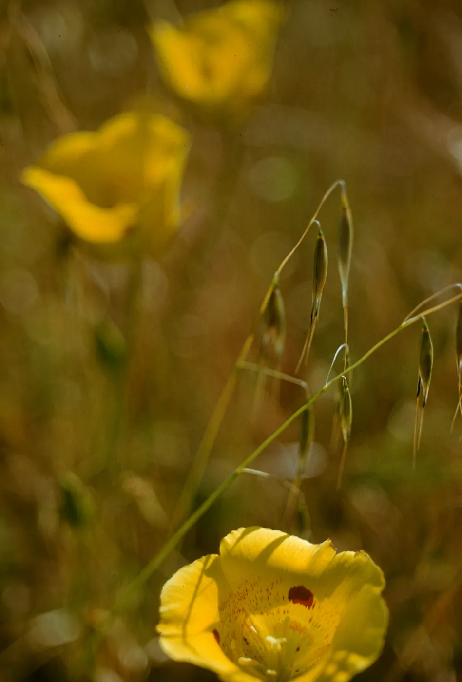Calochortus luteus