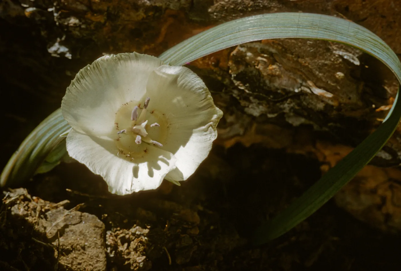 Calochortus minimus