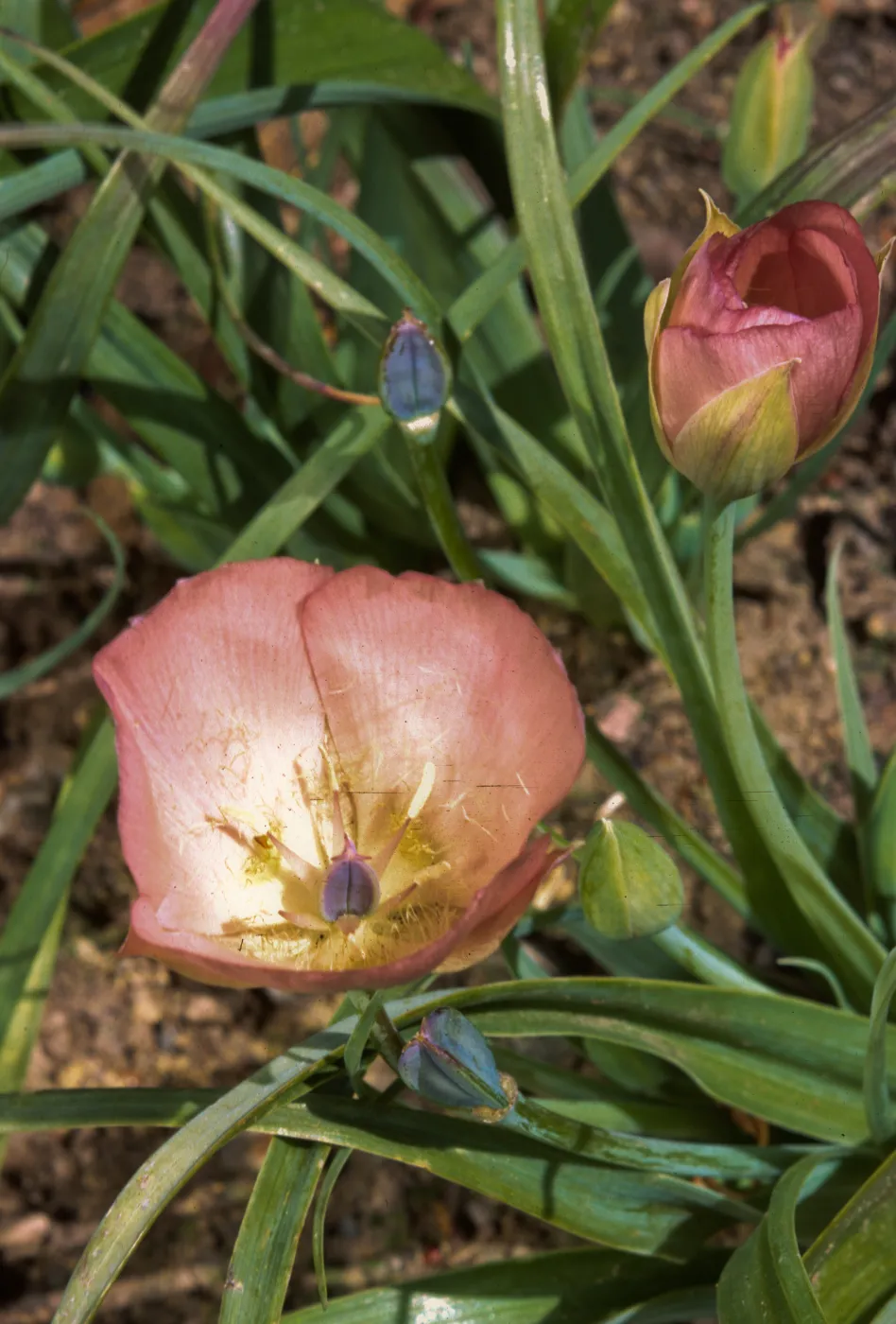 Calochortus uniflorus