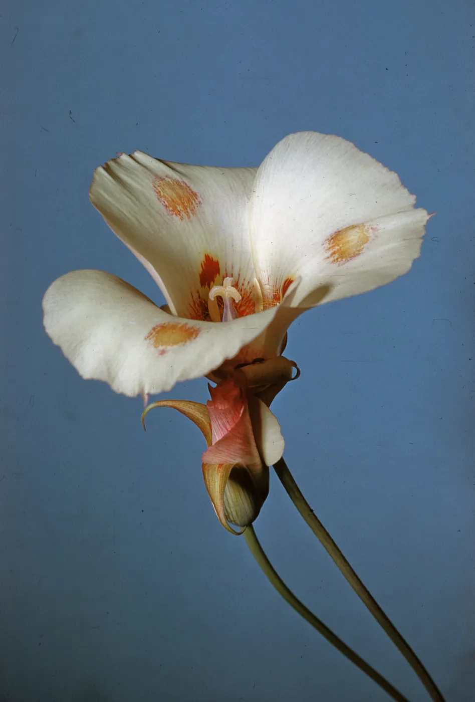 Calochortus venustus
