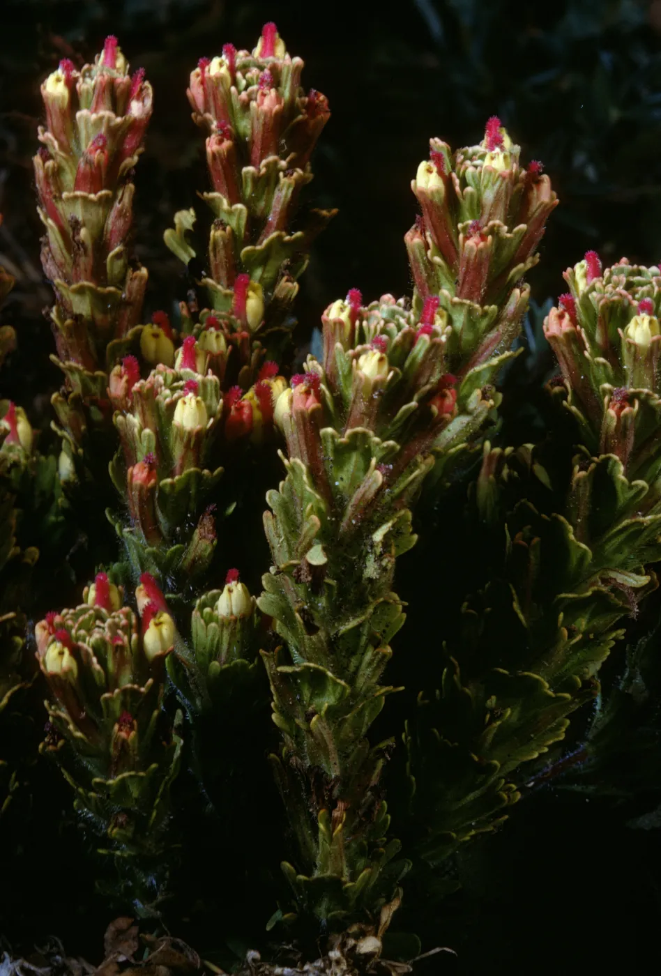 Castilleja sp.