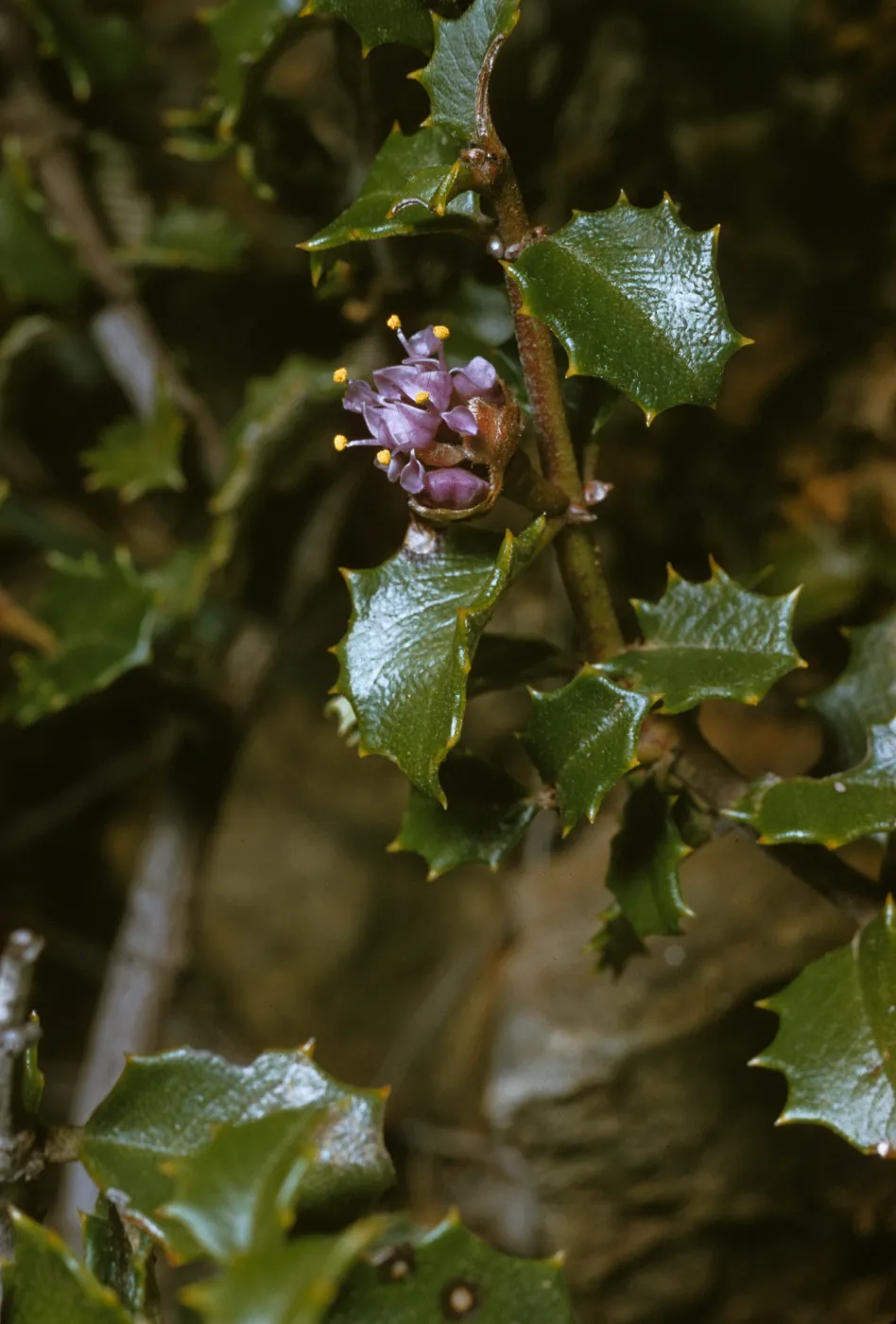 Ceanothus jepsonii