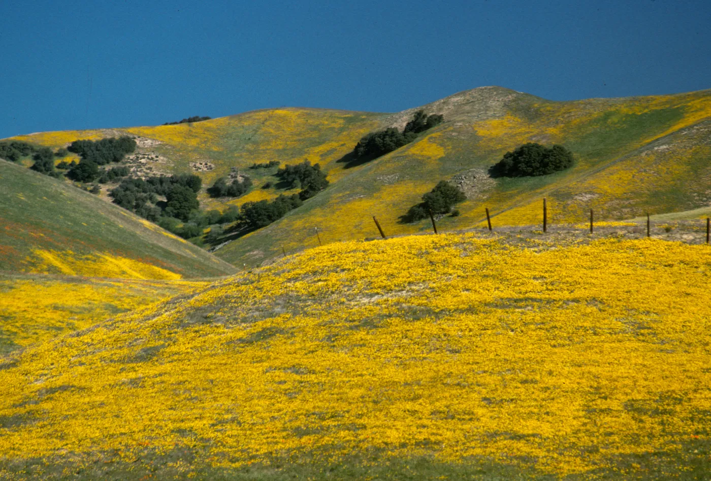 field of Coreopsis