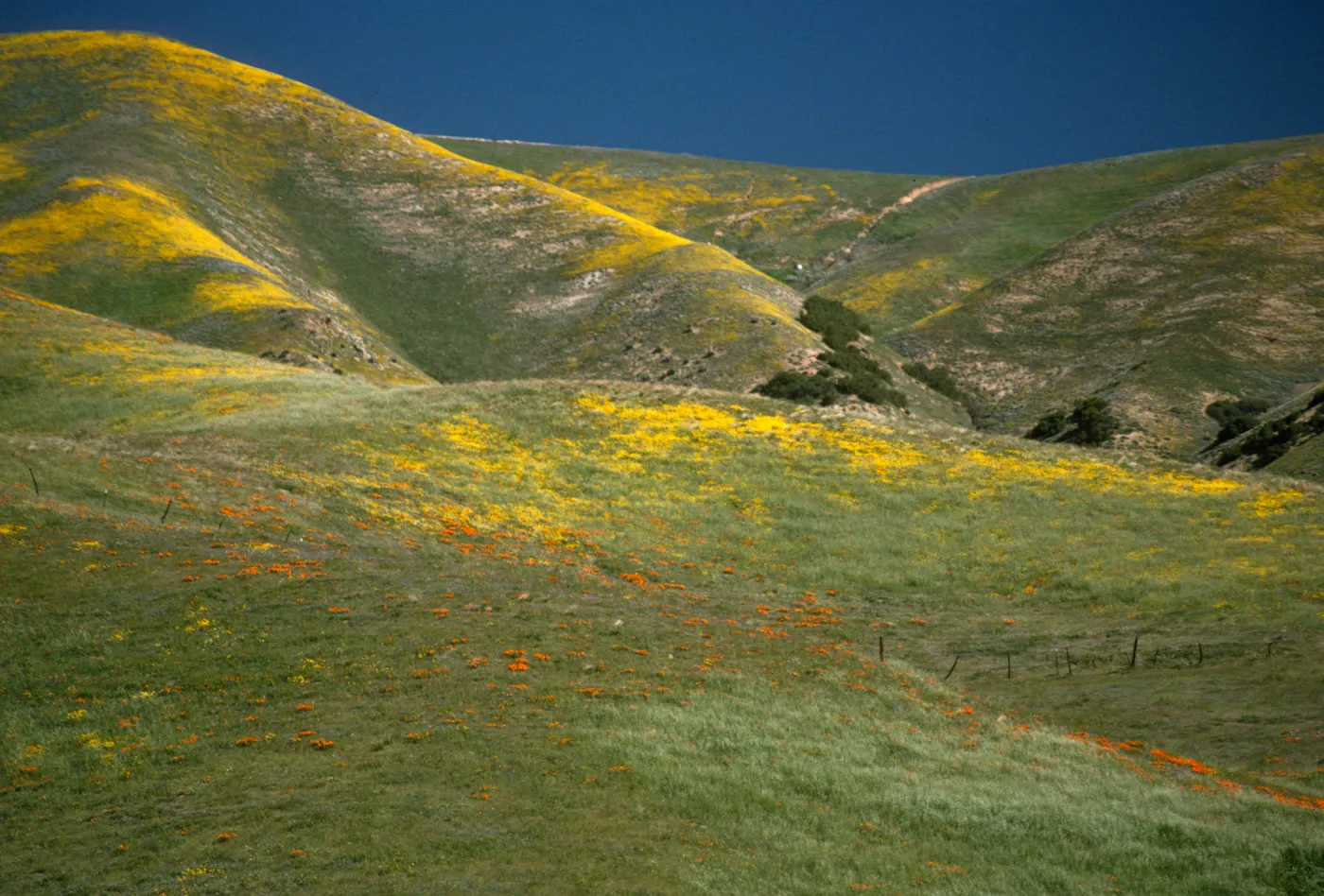 Coreopsis & Eschscholzia californica
