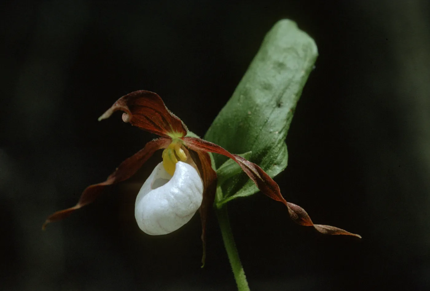 Cypripedium montanum