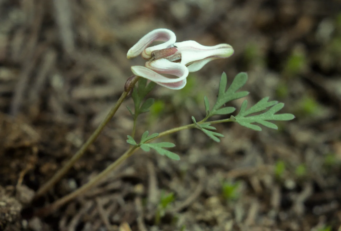 Dicentra uniflora