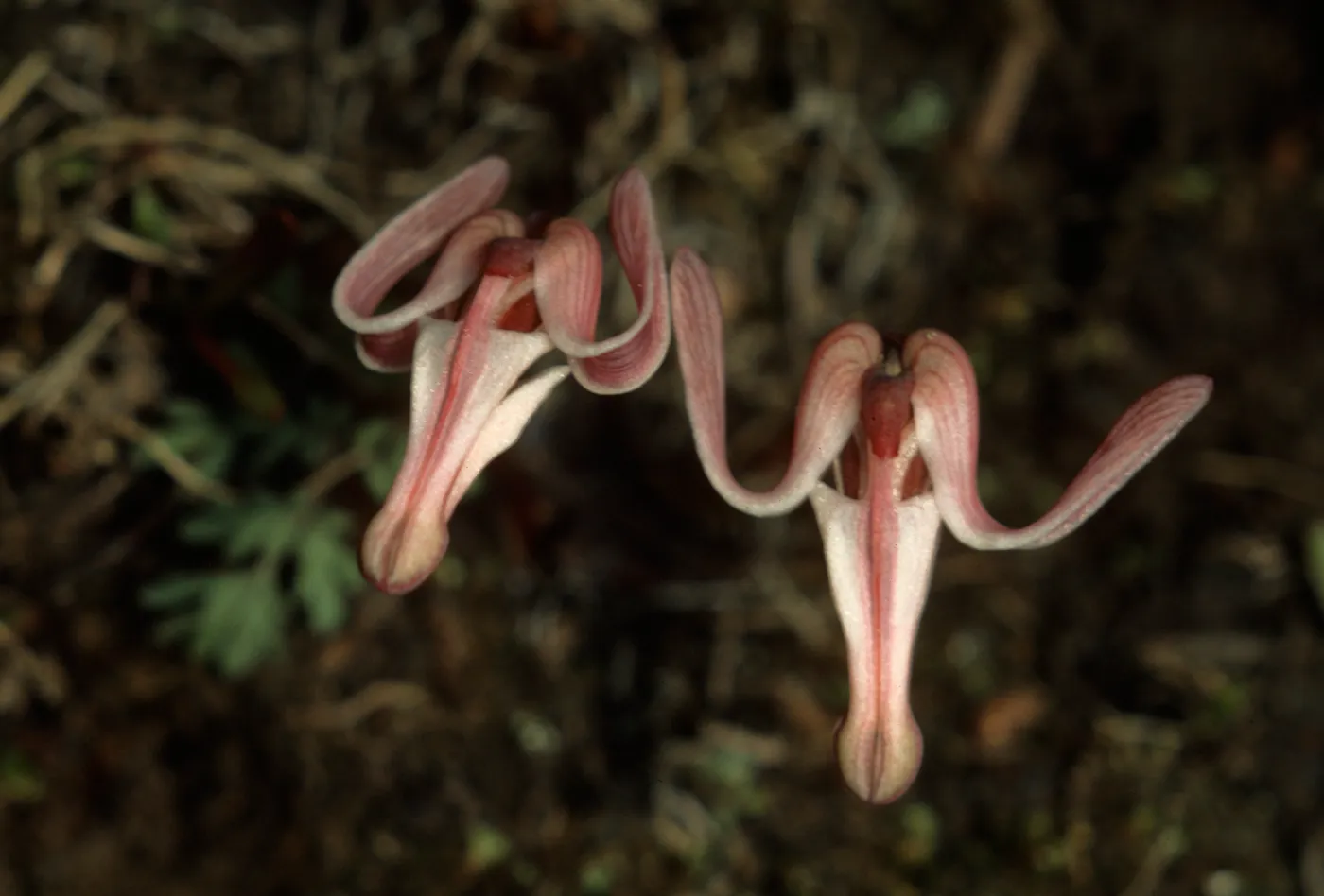 Dicentra uniflora