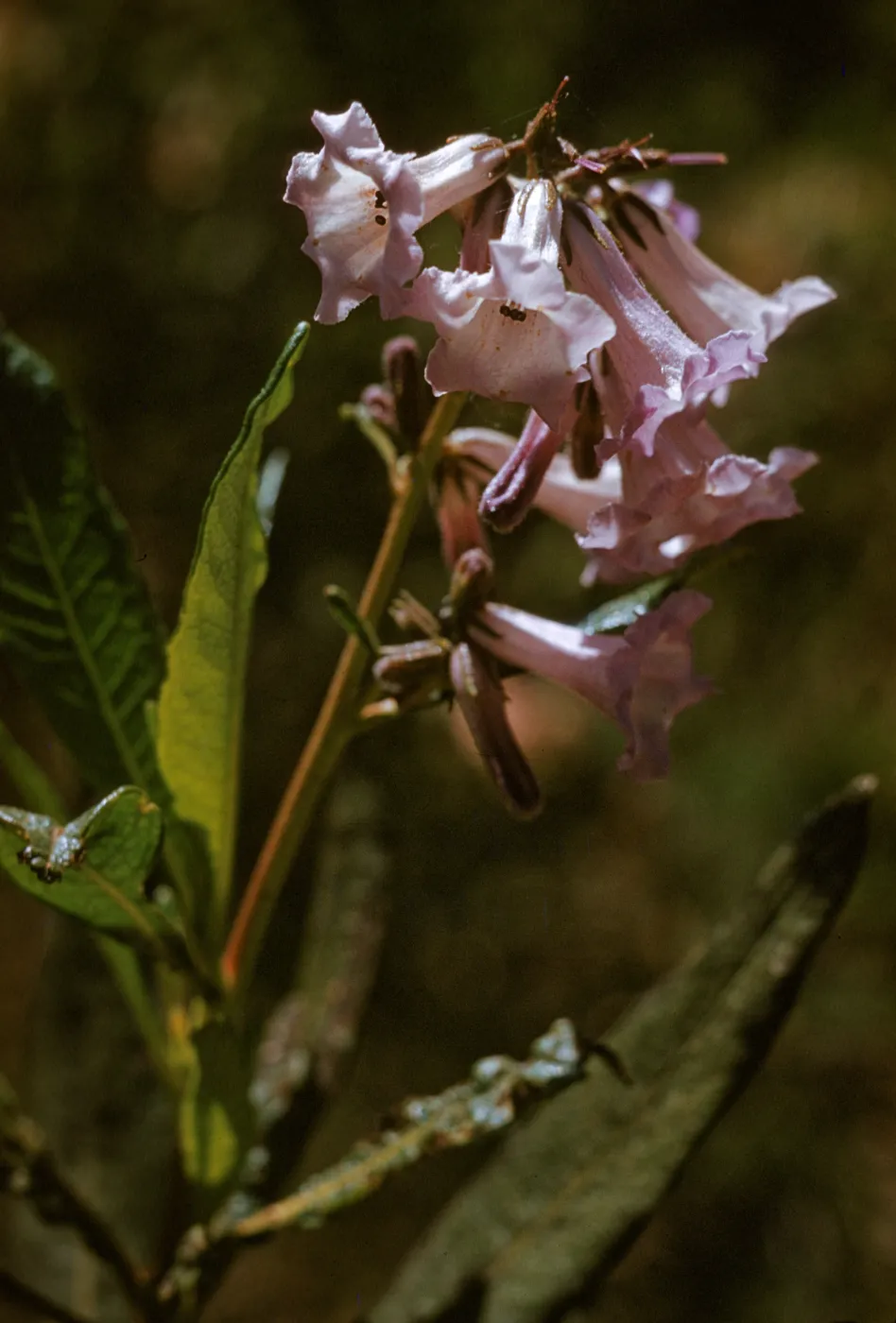 Eriodictyon californicum