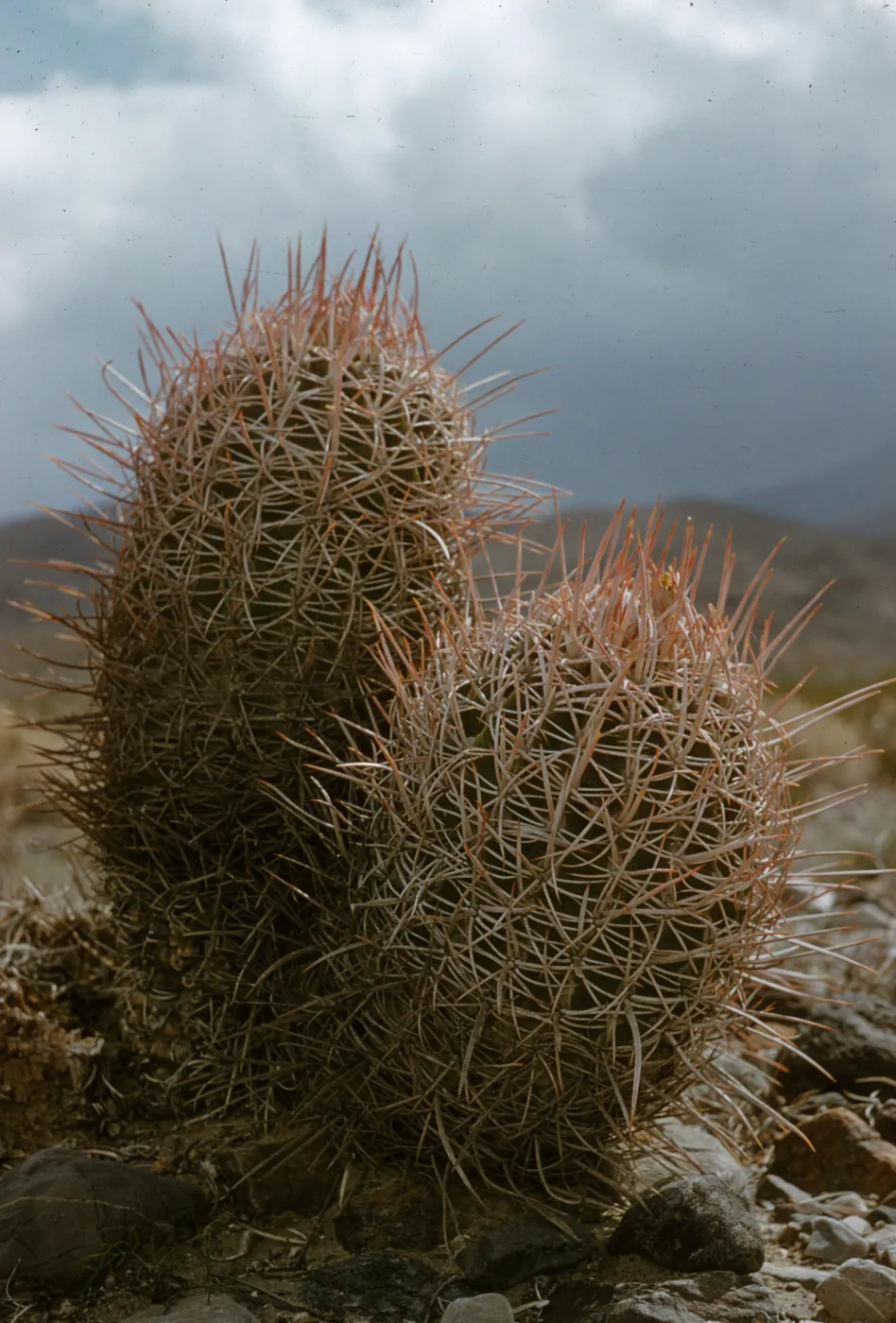 Echinocactus polycephalus