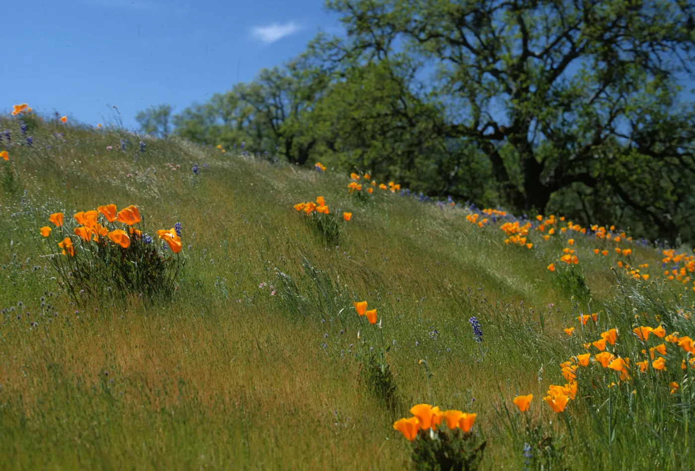 Eschscholzia californica