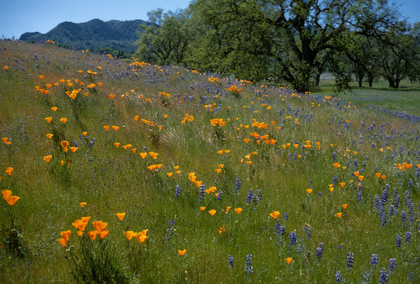 Eschscholzia californica, Lupinus nanus