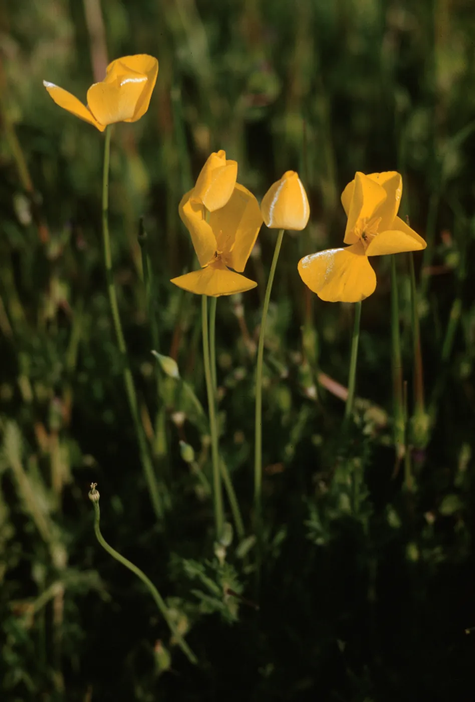 Eschscholzia lobbii