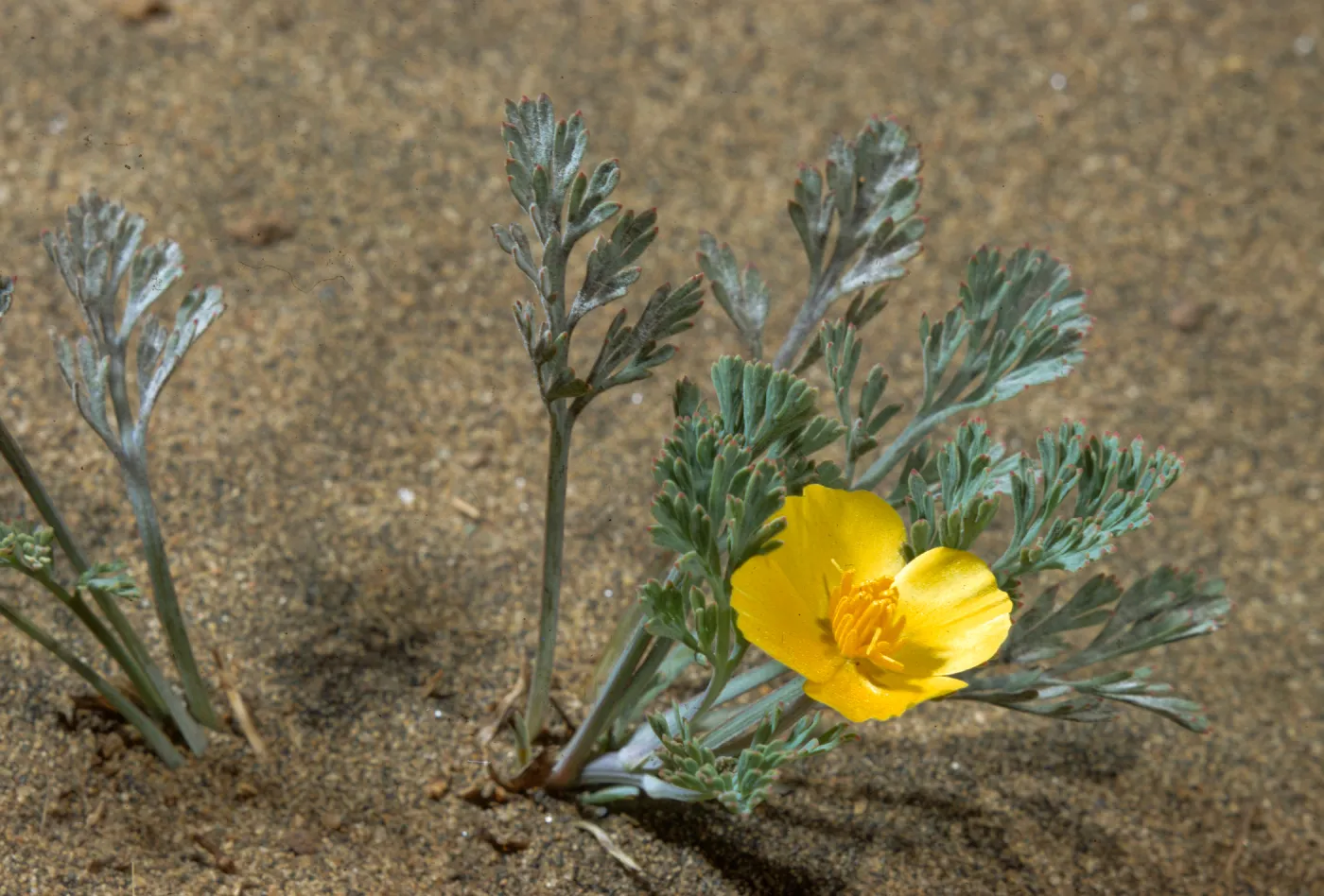 Eschscholzia californica