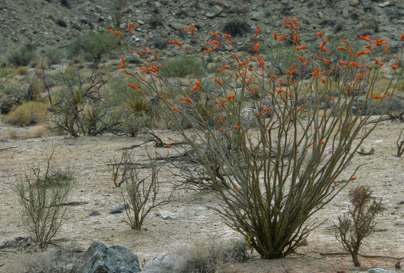 Fouquieria splendens