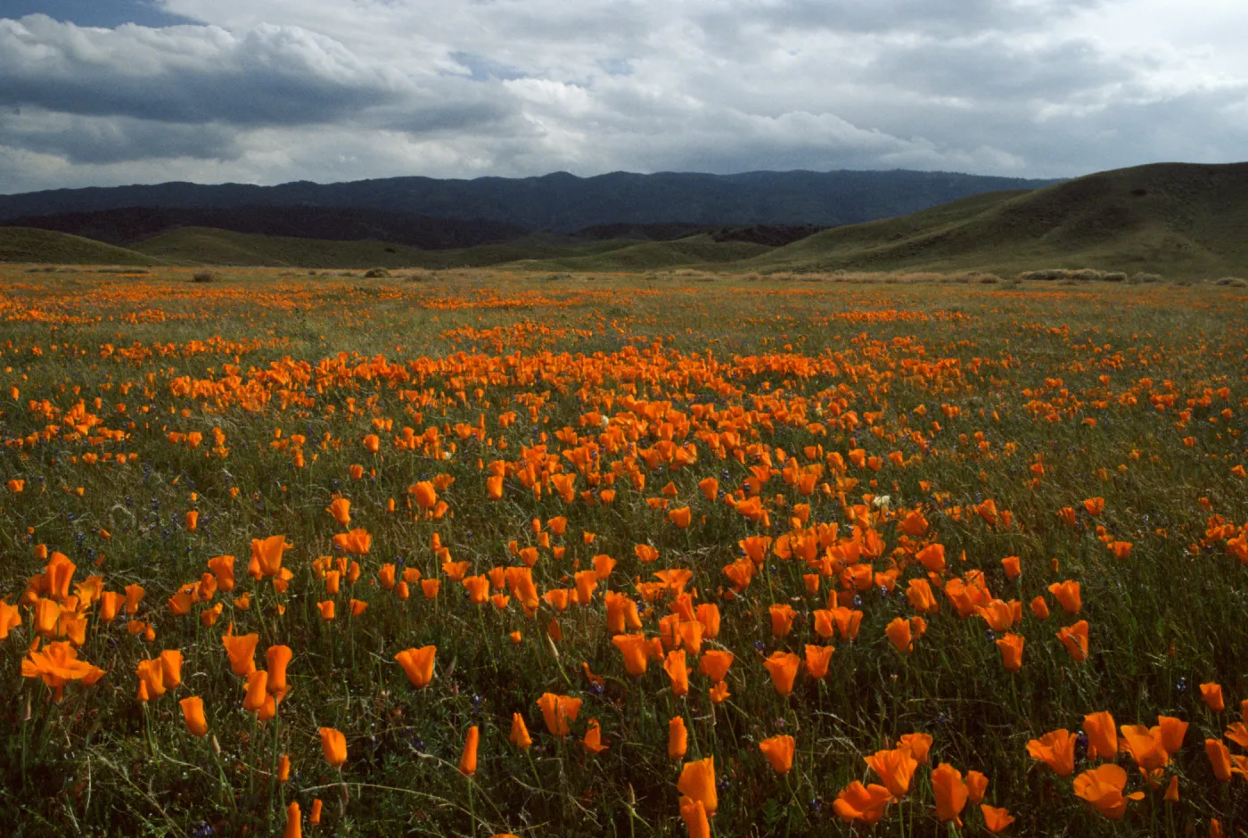 Eschscholzia californica