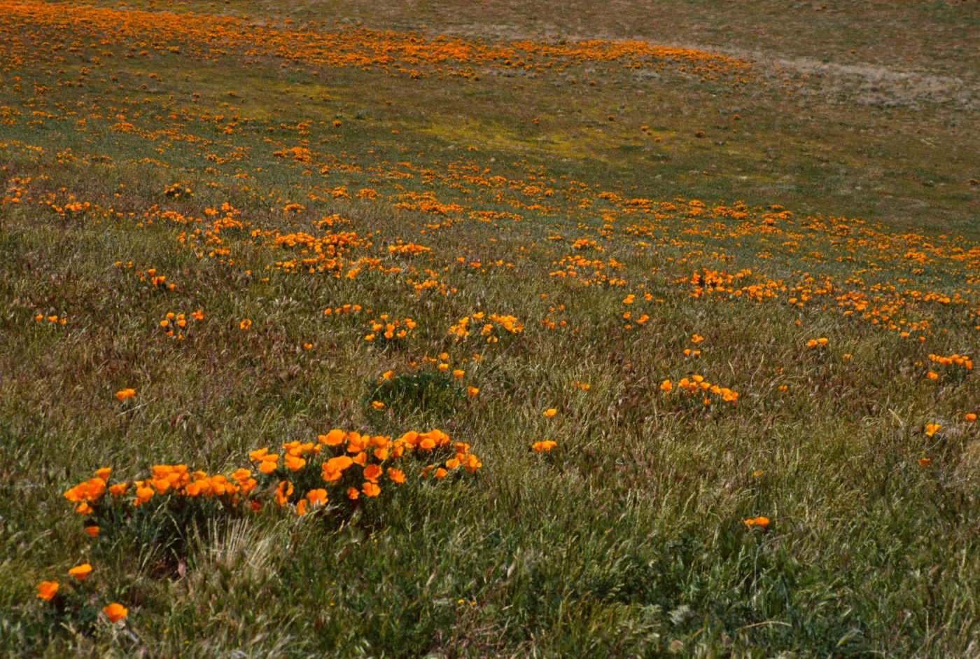 Eschscholzia californica