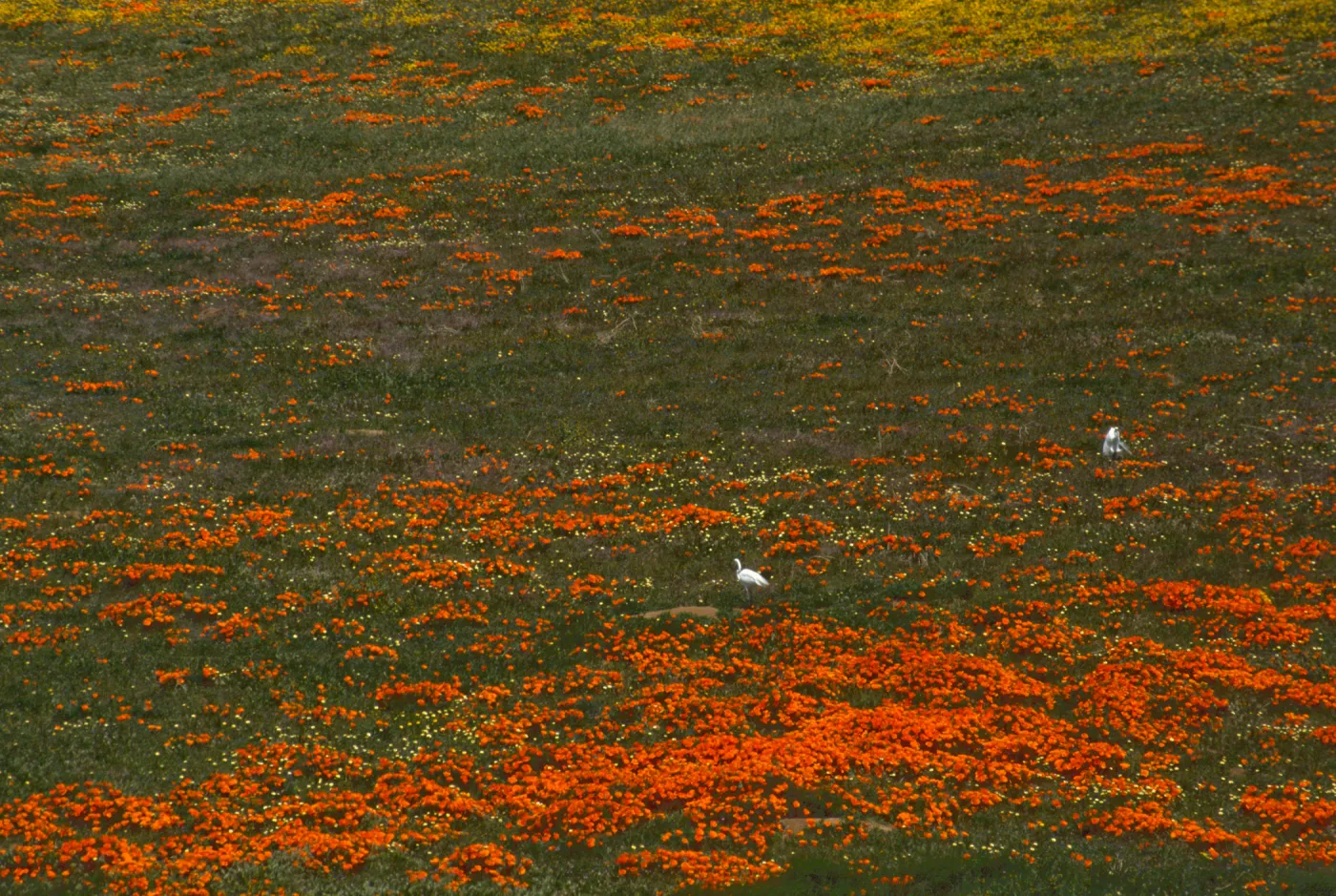 Eschscholzia californica with egrets