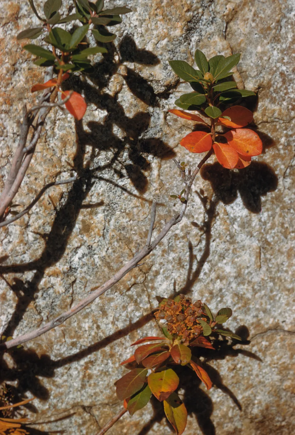 Ledum glandulosum