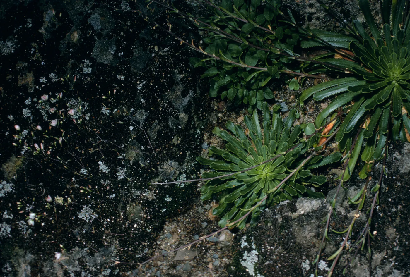 Lewisia cantelovii