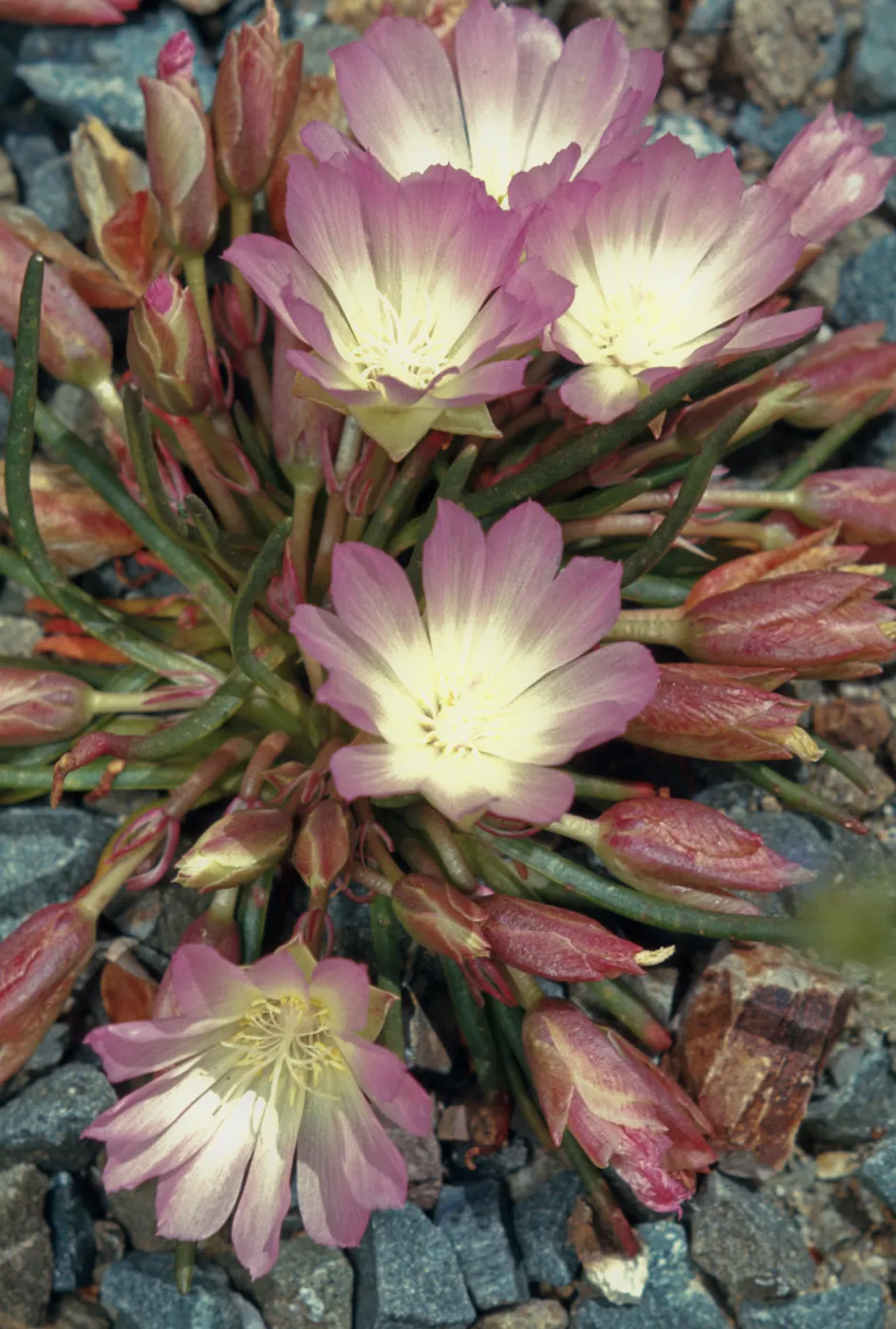 Lewisia rediviva