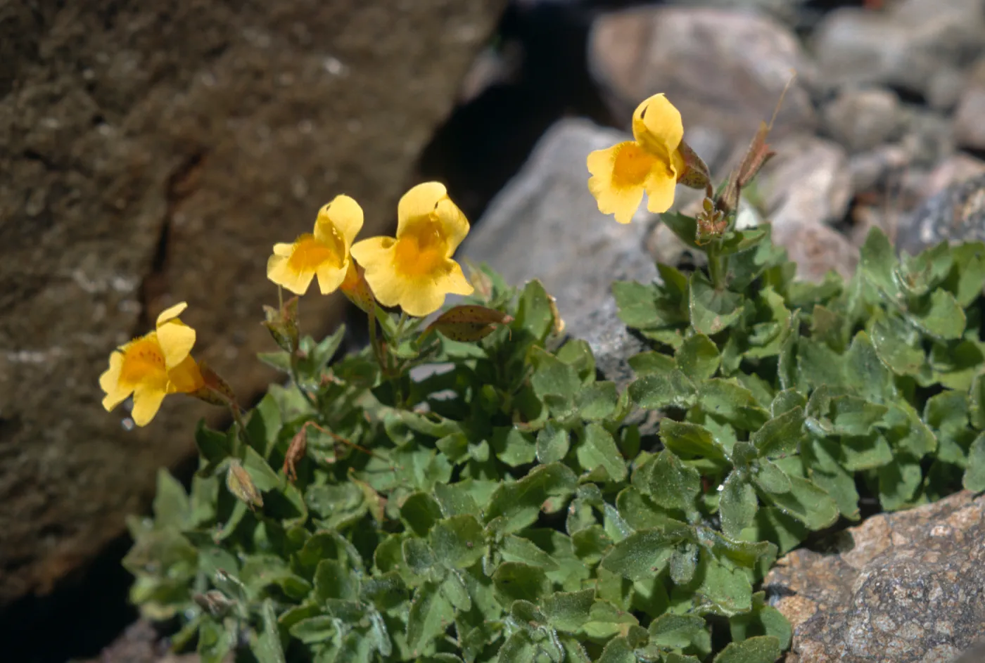 Mimulus tilingii