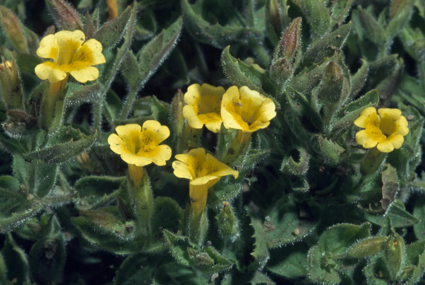 Mimulus moschatus